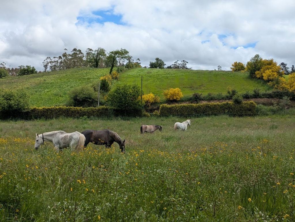 Caballos de Pura Raza Española pastando en libertad en Finca Loureiro, Galicia