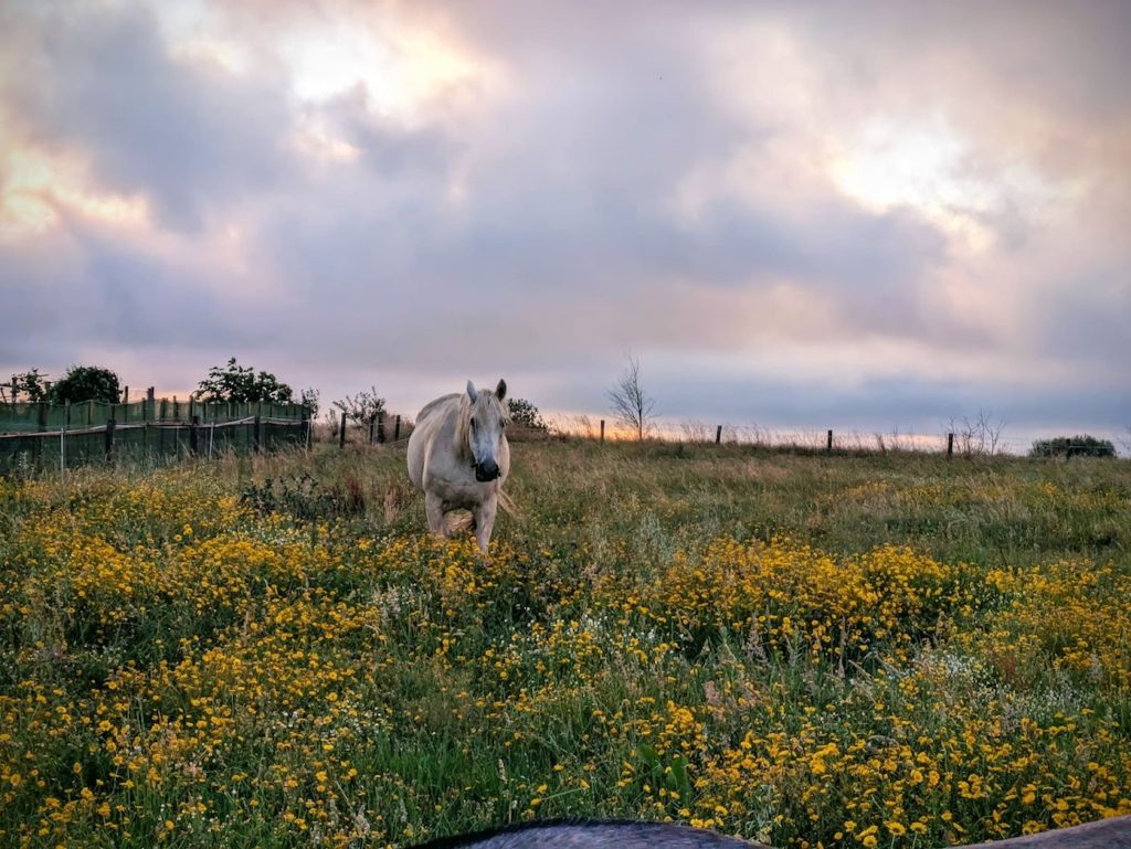 Caballo de Pura Raza Española en pradera natural de Finca Loureiro, Galicia
