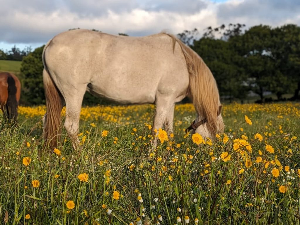 Caballo de Pura Raza Española pastando en libertad en pradera natural de Finca Loureiro, Galicia
